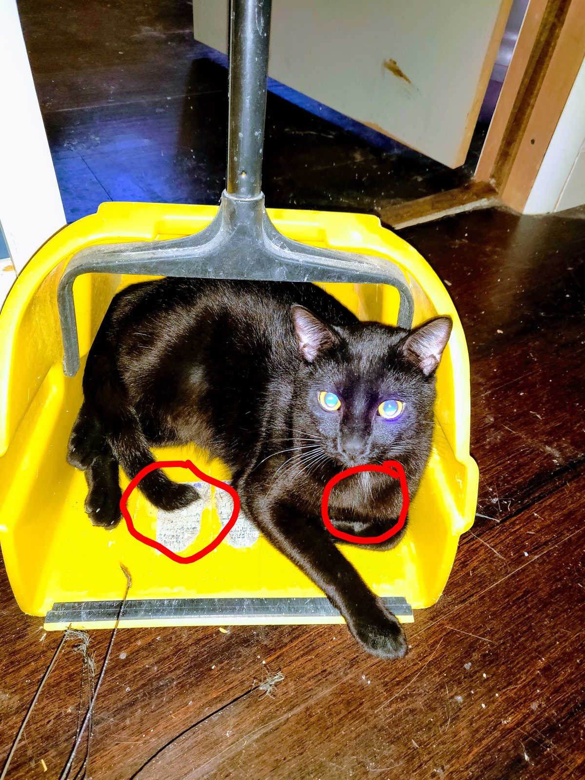 Lost Cat in Portland, Oregon — All black cat with a few white hairs on chest