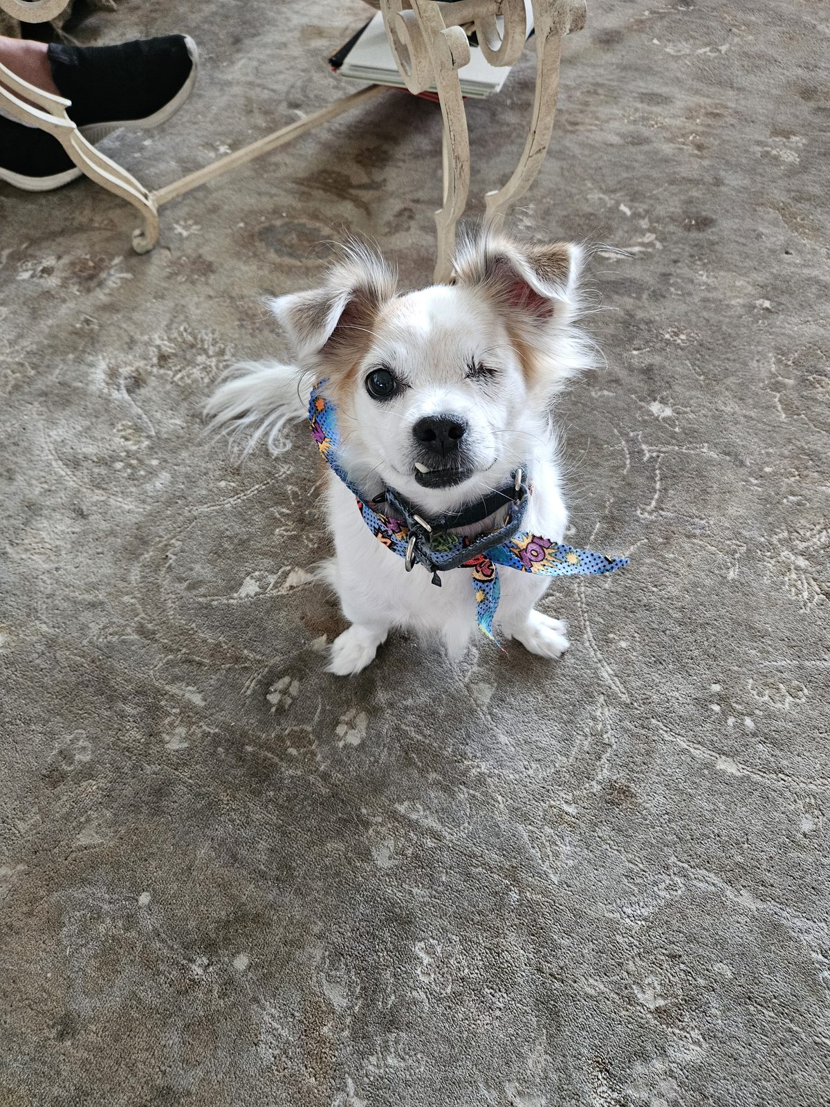 Lost Dog in Fort Lauderdale, Florida — listing photo