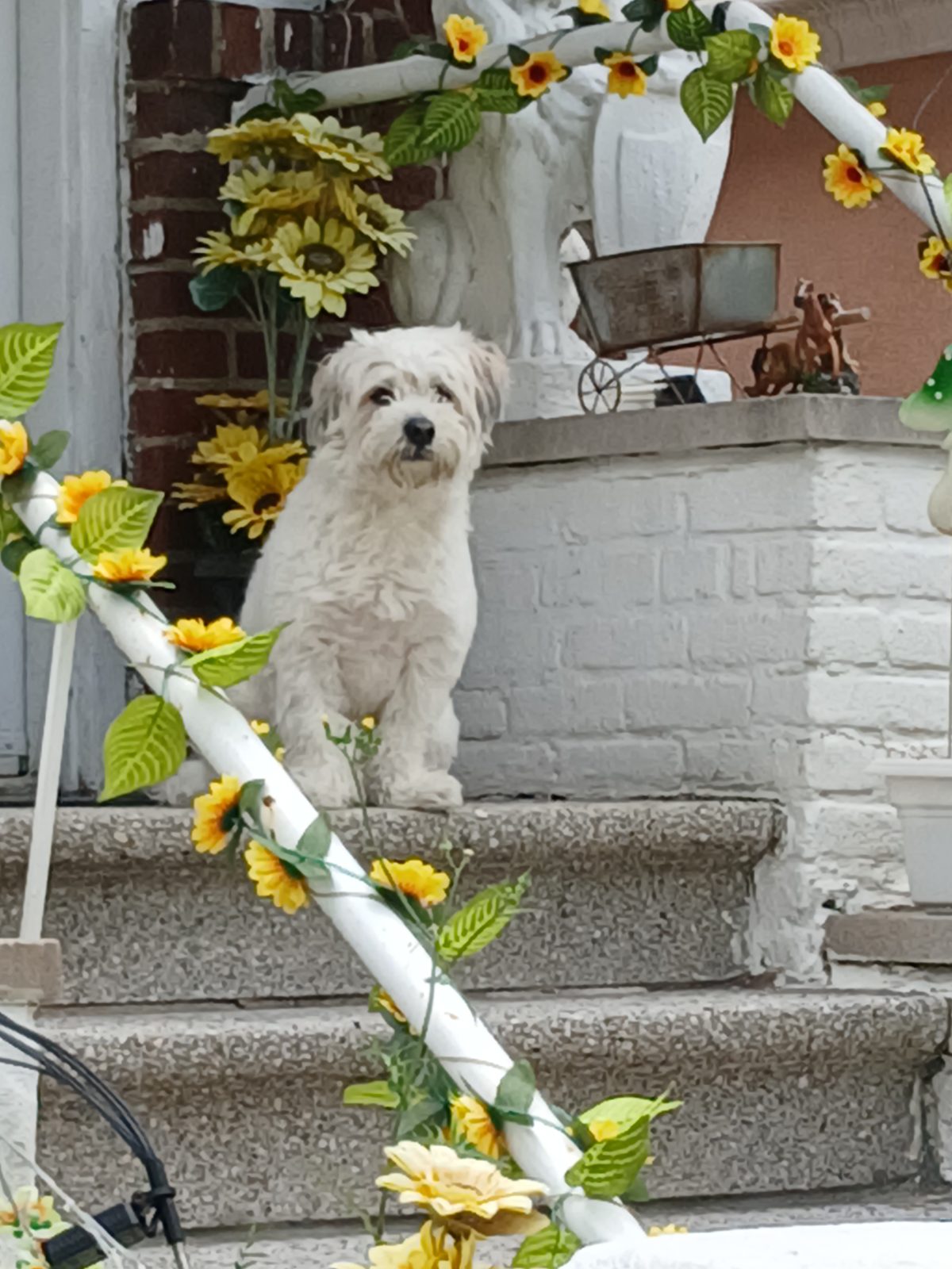 Found Dog in New York, New York — Dog spotted Buhre and Mulford