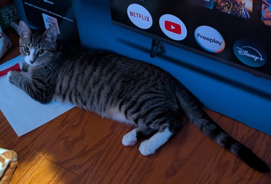 Lost Cat in Lexington, South Carolina — Apollo