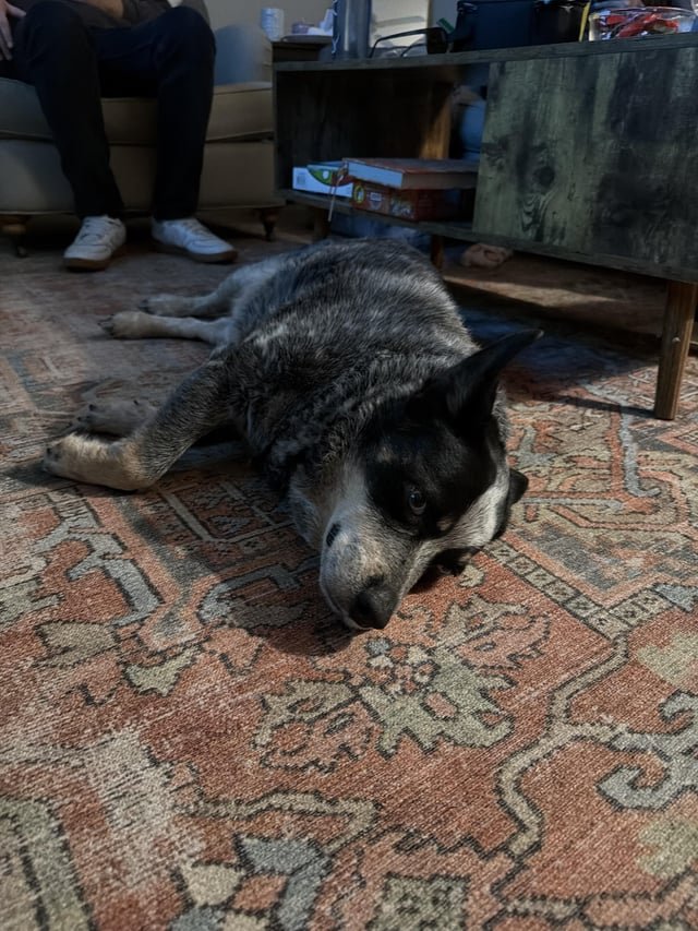 Lost Dog in Asheville, North Carolina — listing photo