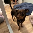 Lost Dog in Reno, Nevada — listing photo