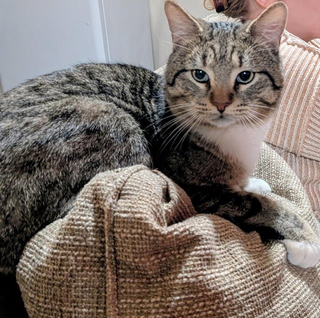 Lost Cat in Asheville, North Carolina — listing photo