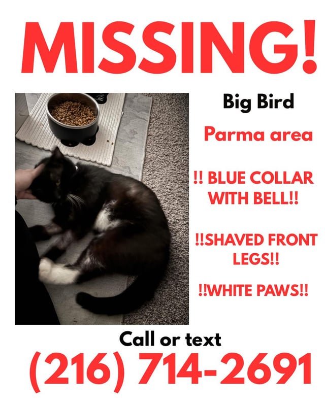 lost cat in Cleveland, Ohio