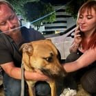 Lost Dog in Sacramento, California — listing photo