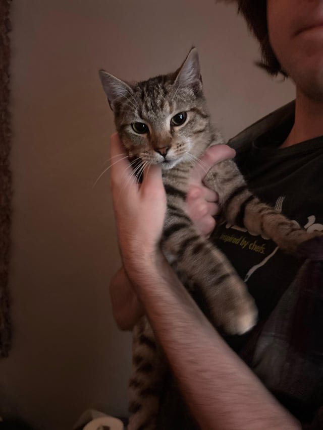 Found Cat in Oklahoma City, Oklahoma — Sweet Kitty NW OKC