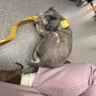 Lost Pet in Cincinnati, Ohio — FOUND: Lost dog downtown