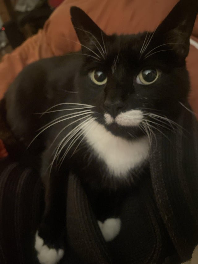 lost cat in Philadelphia, Pennsylvania