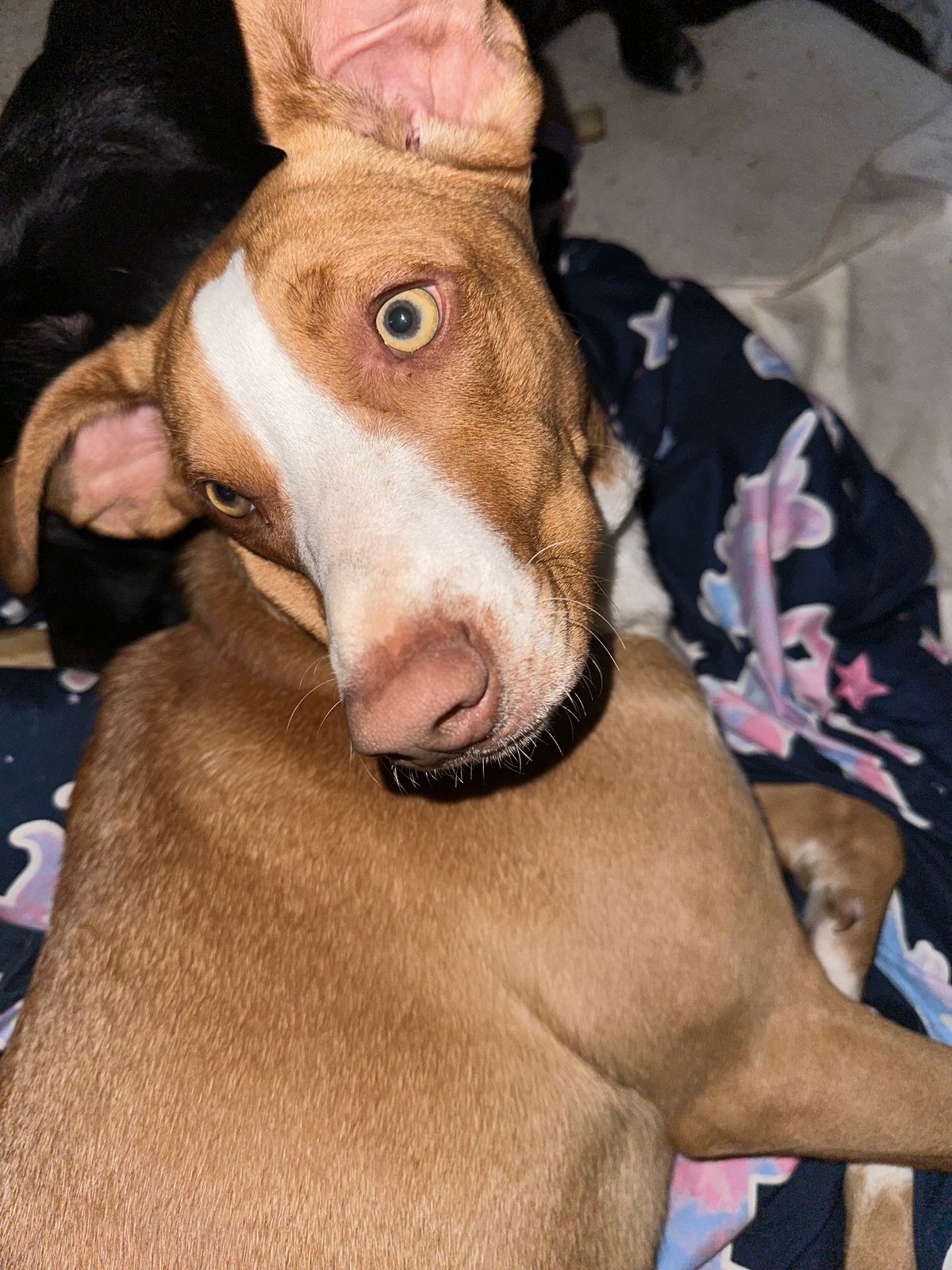 Lost Dog in Newalla — listing photo