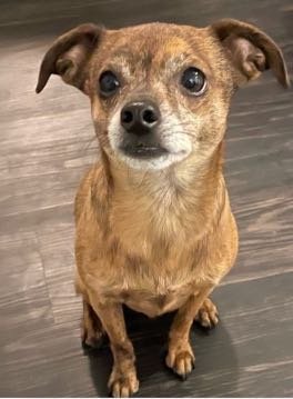 Lost Dog in San Francisco, California — listing photo