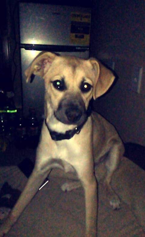 Lost Dog in San Elizario — listing photo