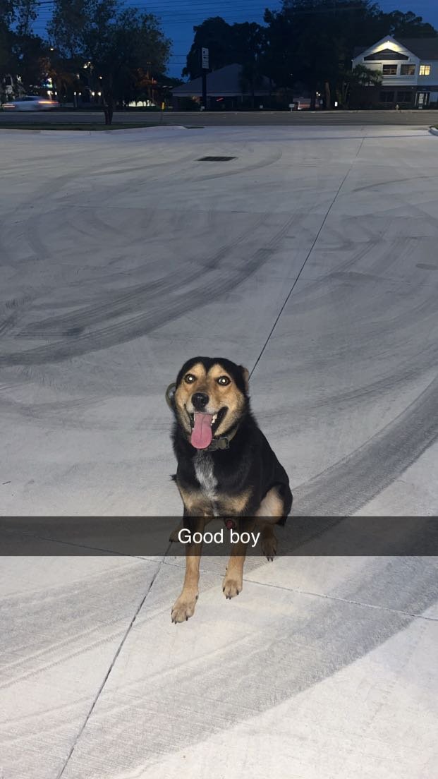 Lost Dog in Orlando, Florida — listing photo