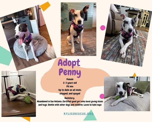 Found Dog in Philadelphia, Pennsylvania — Adopt Penny