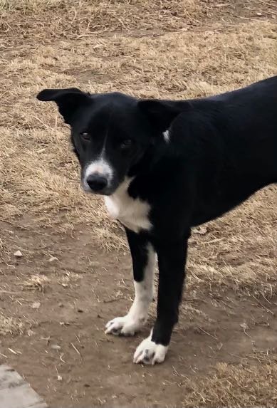 Lost Dog in Pleasanton, California — listing photo