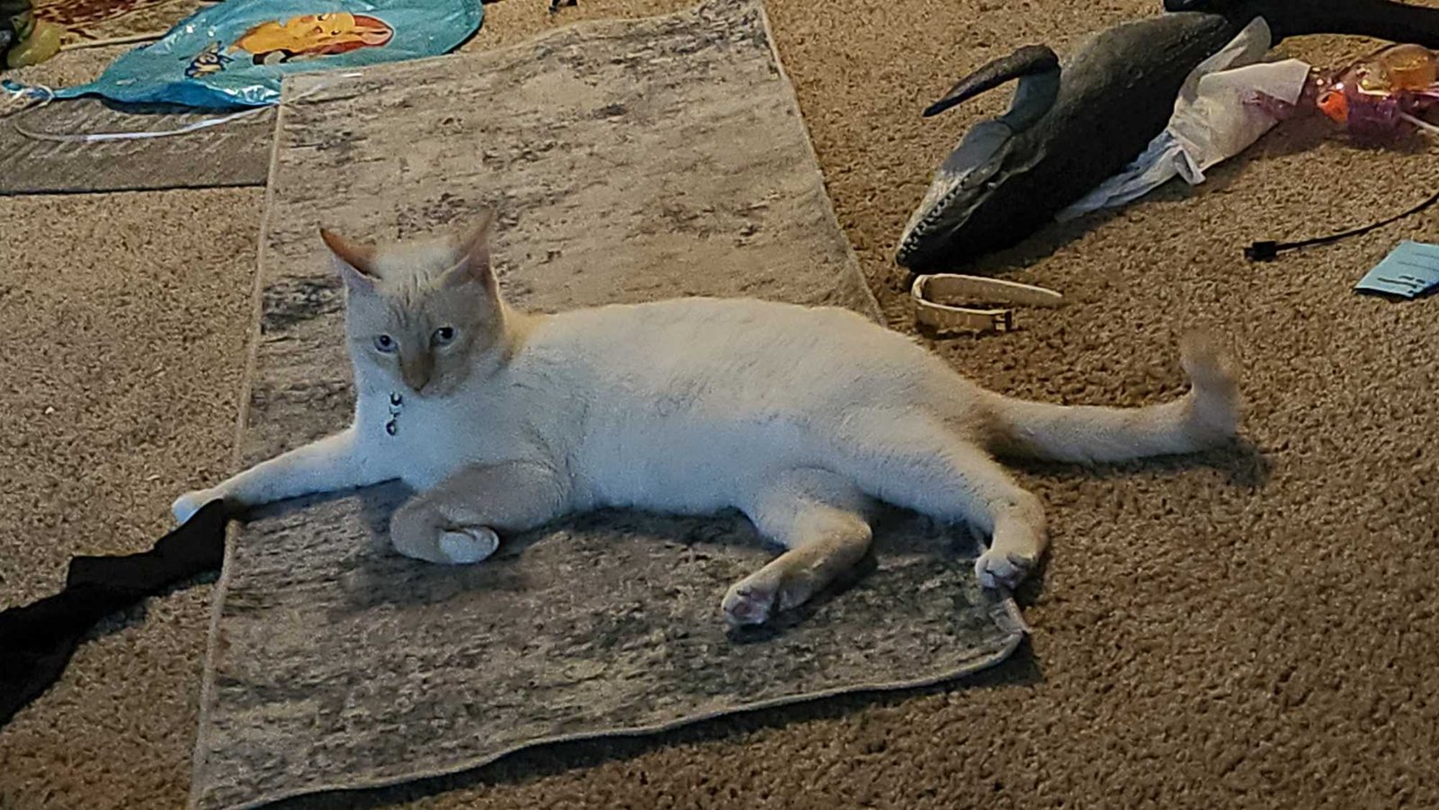 Lost Cat in San Jose, California — listing photo
