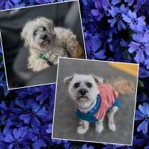 Lost Dog in Seattle, Washington — listing photo