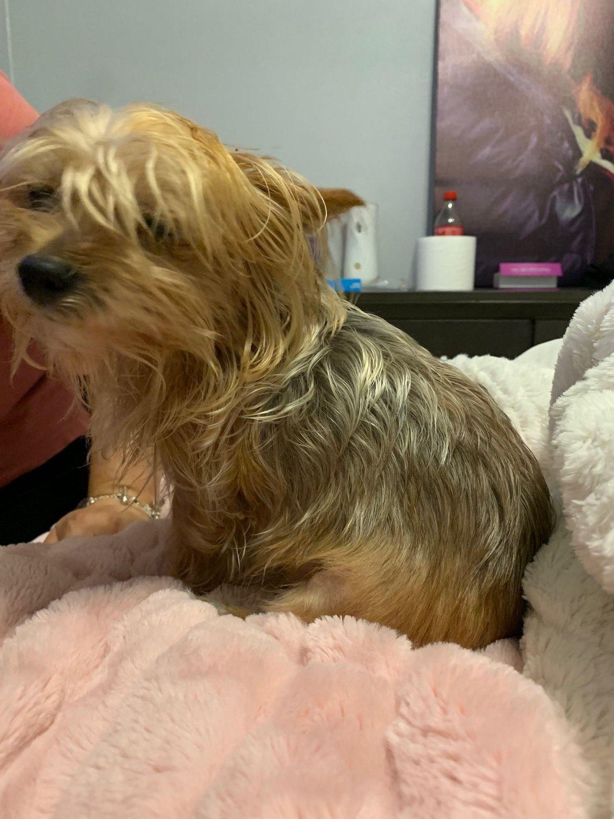 Lost Dog in Crandall — listing photo