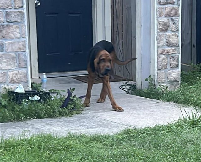 Found Dog in Austin, Texas — listing photo