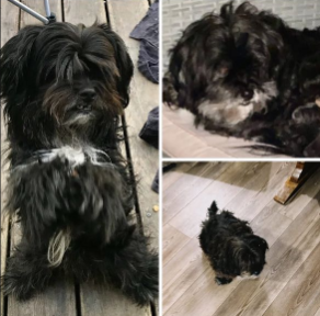 Lost Dog in College Station, Texas — listing photo