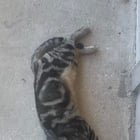 lost pet in Austin, Texas