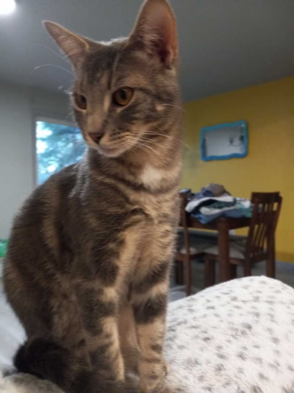 Lost Cat in Hubbard — listing photo