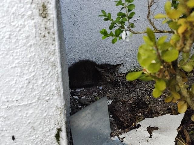 found cat in Jacksonville, Florida