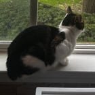 lost cat in Ann Arbor, Michigan