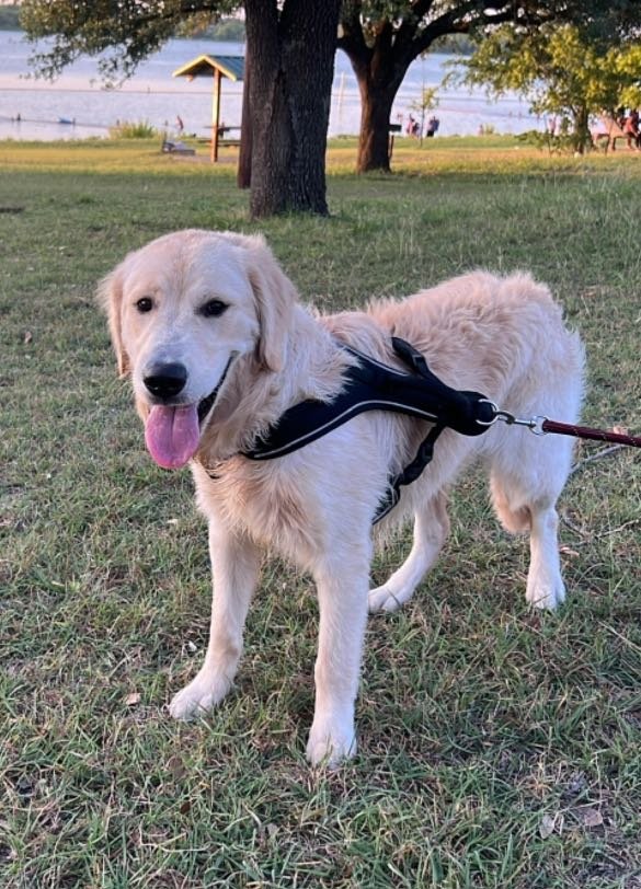 Found Dog in Plano, Texas — listing photo