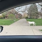 lost pet in Meridian, Mississippi