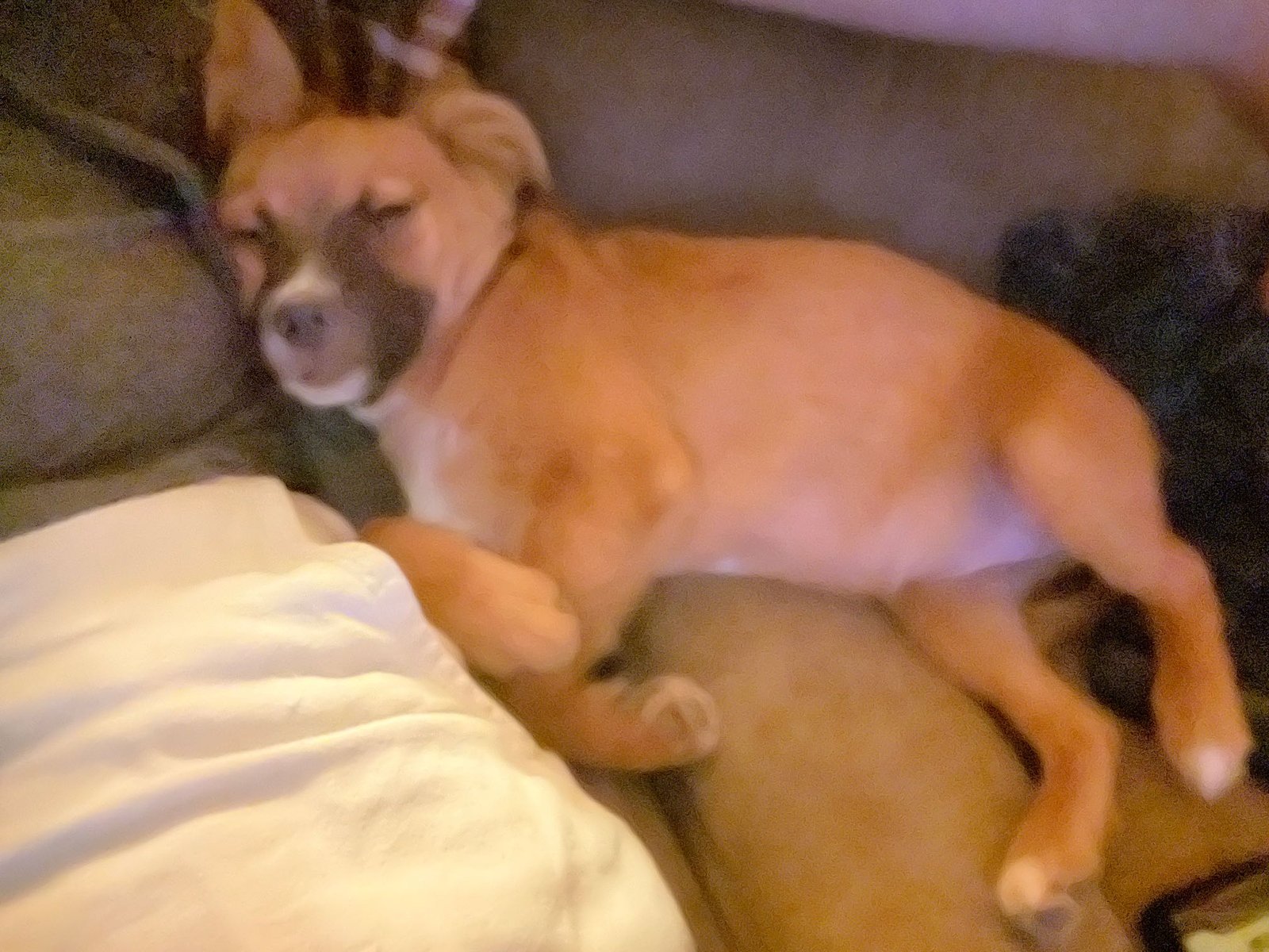 Lost Dog in oklahoma — listing photo