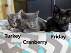 Found Cat in Plano, Texas — Foster kittens will be available for adoption this week