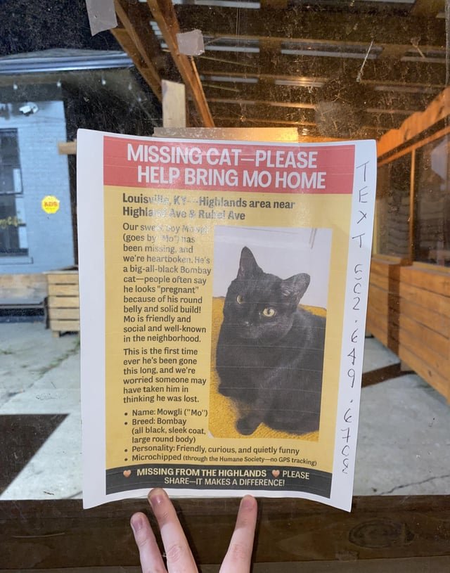 lost cat in Louisville, Kentucky