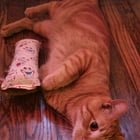 Pet alert in St. Louis, Missouri — Young Male Orange Tabby Cat