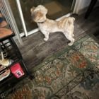 Found Pet in Tampa, Florida — listing photo