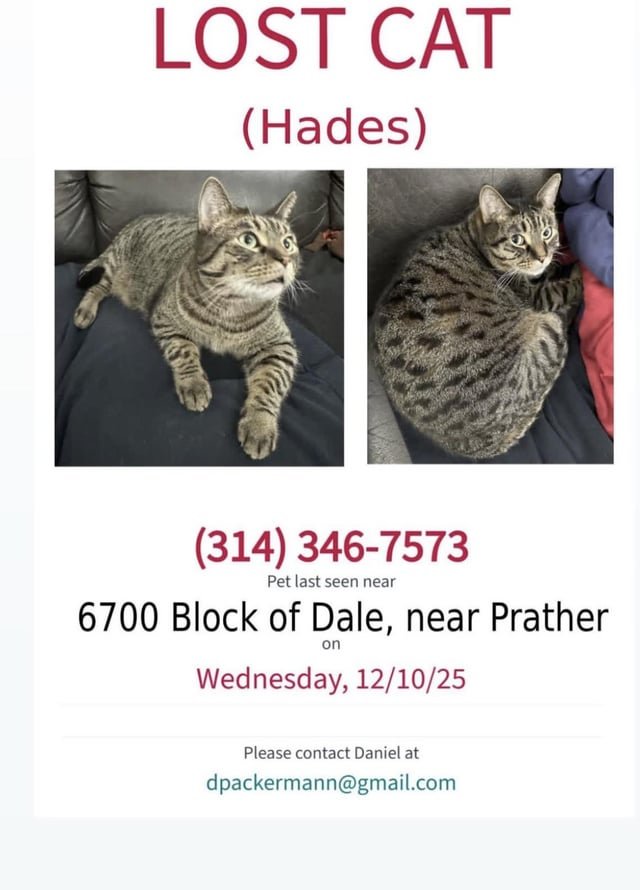Lost Cat in St. Louis, Missouri — listing photo