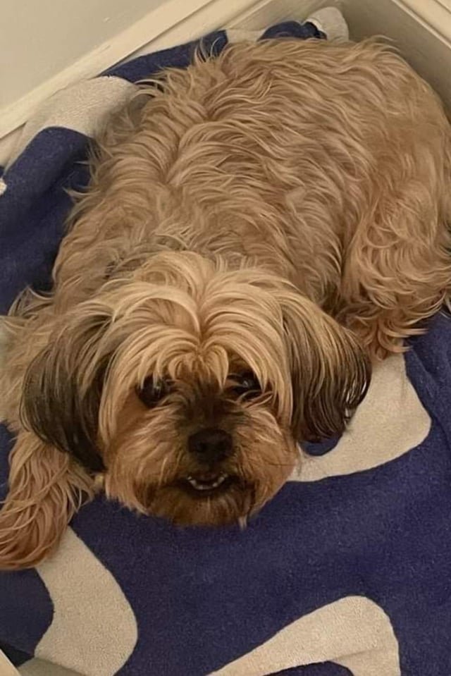 Lost Dog in K — listing photo