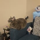 Lost Pet in Memphis, Tennessee — listing photo