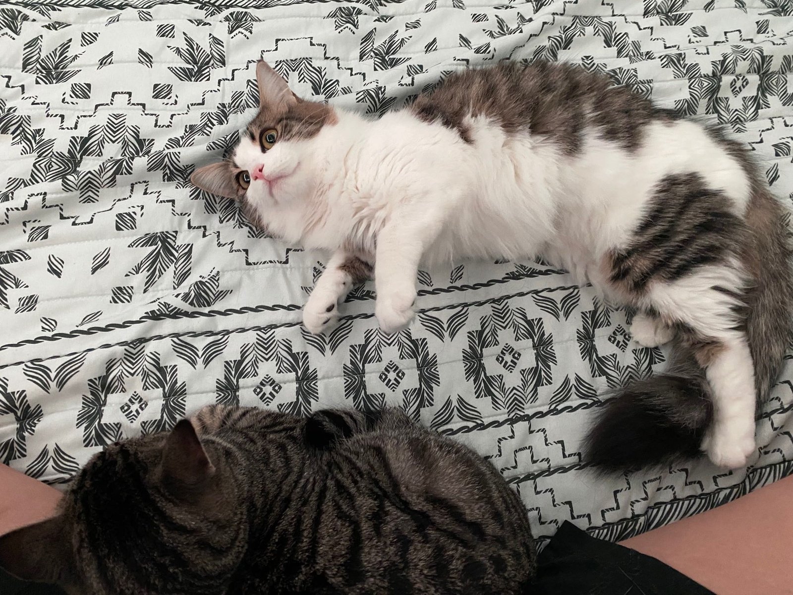 Lost Cat in Seattle, Washington — listing photo