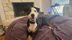 Found Dog in Fort Worth, Texas — Very Sweet Dog