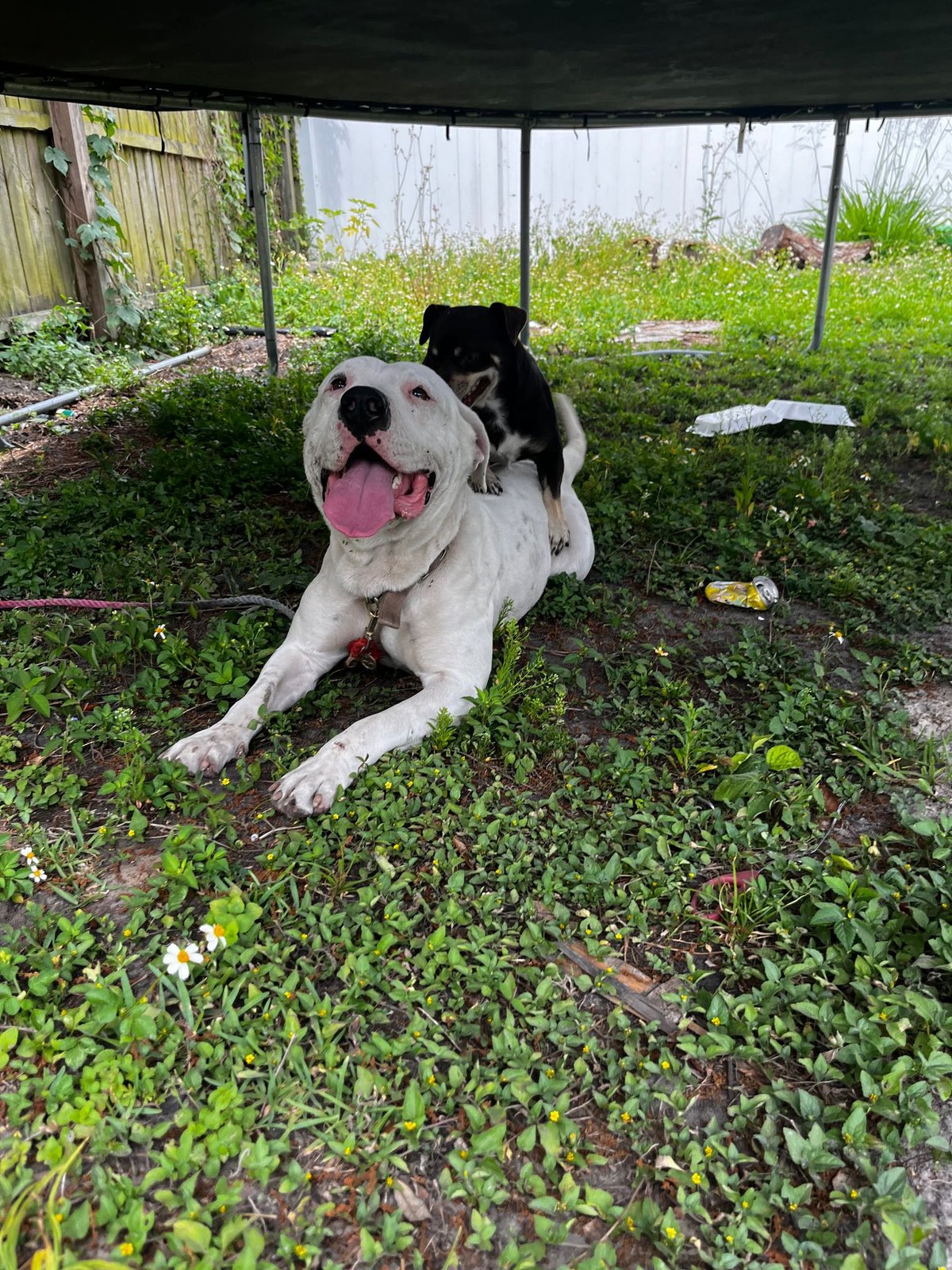Found Dog in Tampa, Florida — listing photo