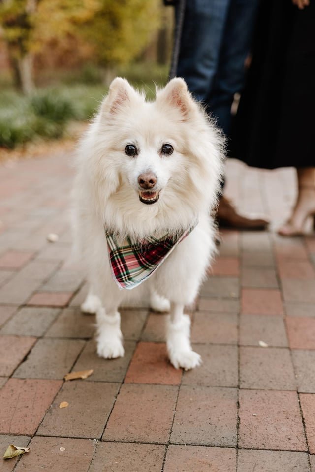 Lost Dog in Atlanta, Georgia — Thank you to Sirius, the dog who donated blood and saved my dog’s life ❤️ (Cumming, GA)
