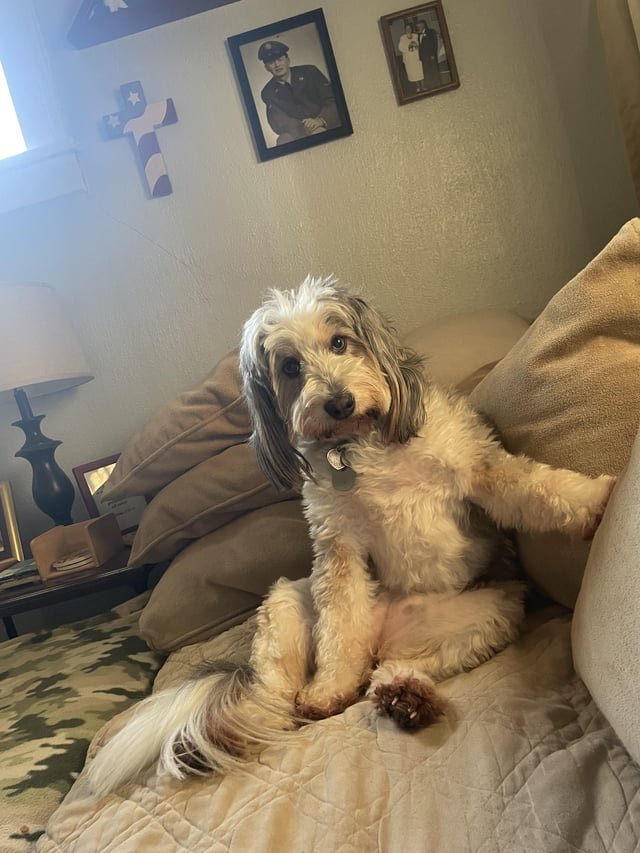 lost dog in Indianapolis, Indiana