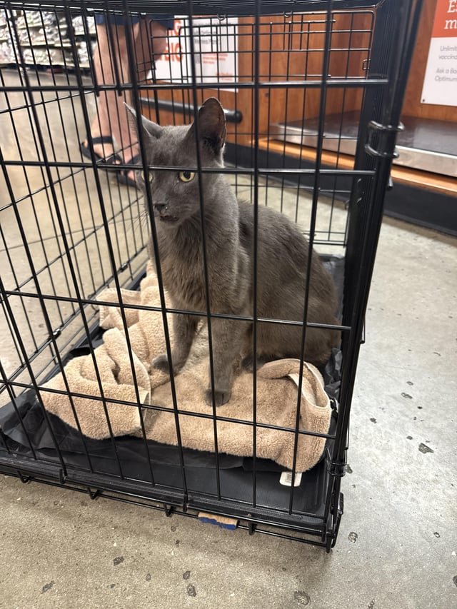 found pet in Tampa, Florida