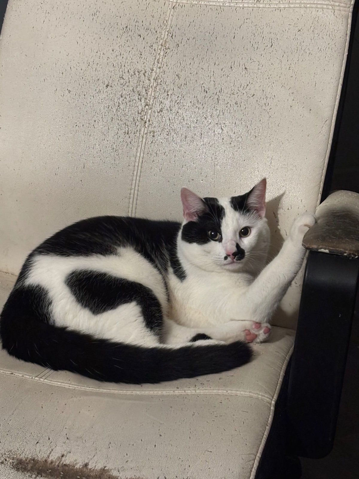 Lost Cat in Inverness — listing photo