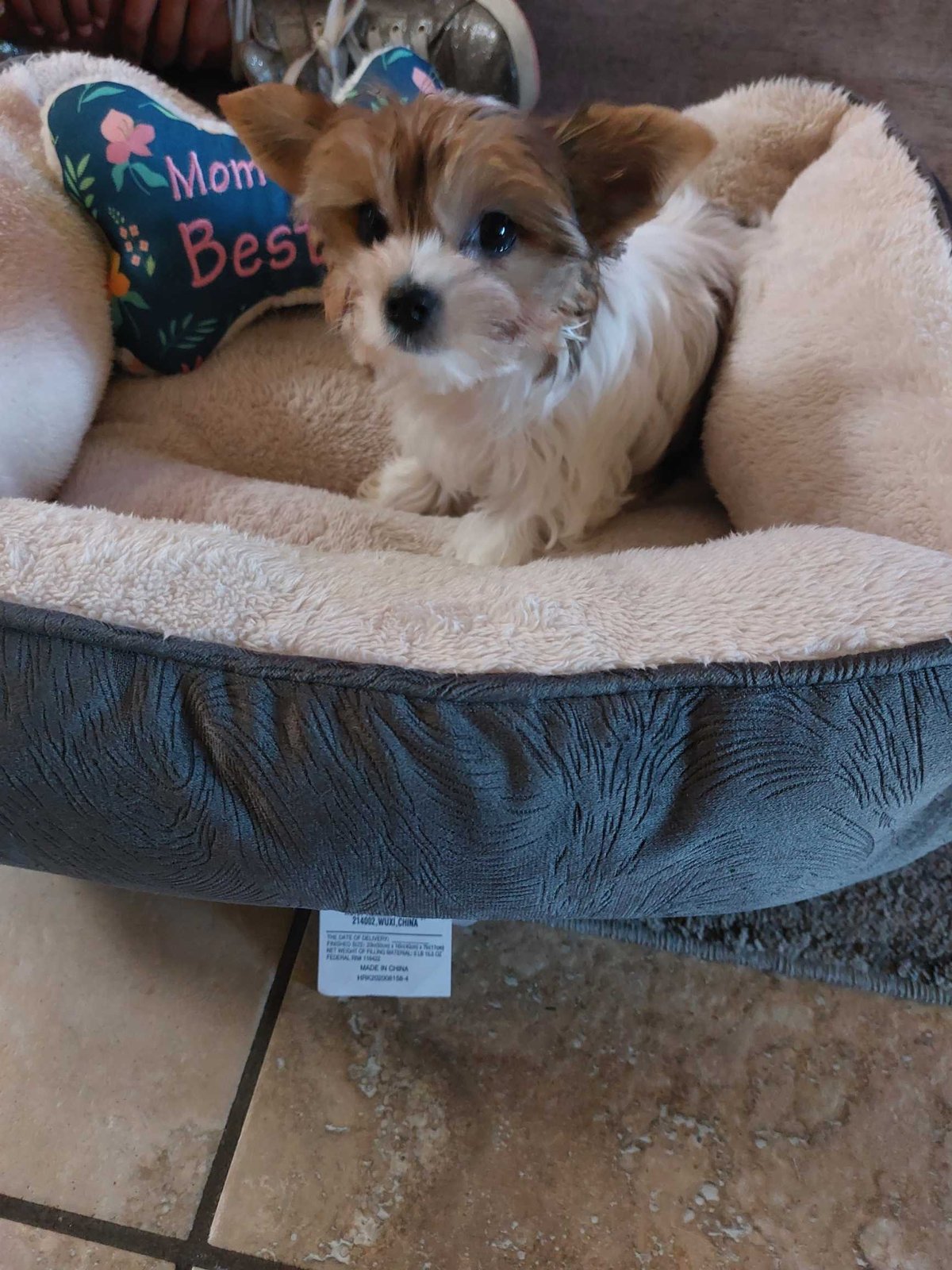Lost Dog in El Paso, Texas — listing photo