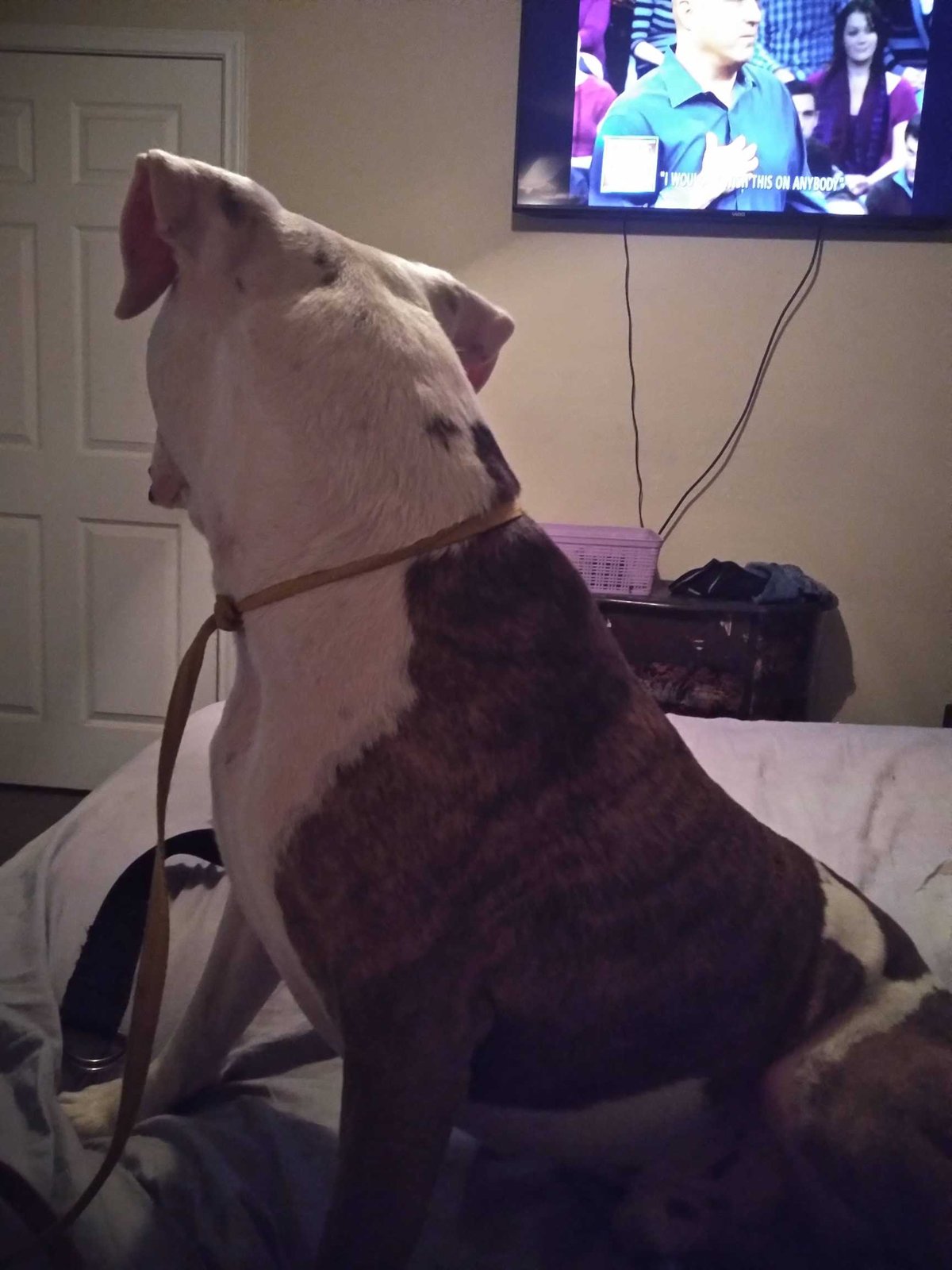 Lost Dog in Conroe, Texas — listing photo