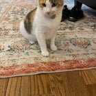 Lost Cat in Kansas City, Missouri — listing photo
