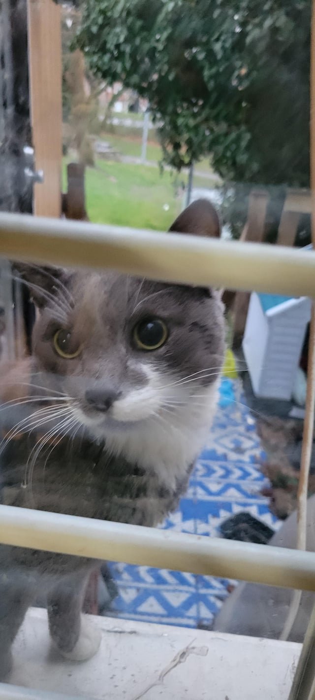 Lost Cat in K — listing photo