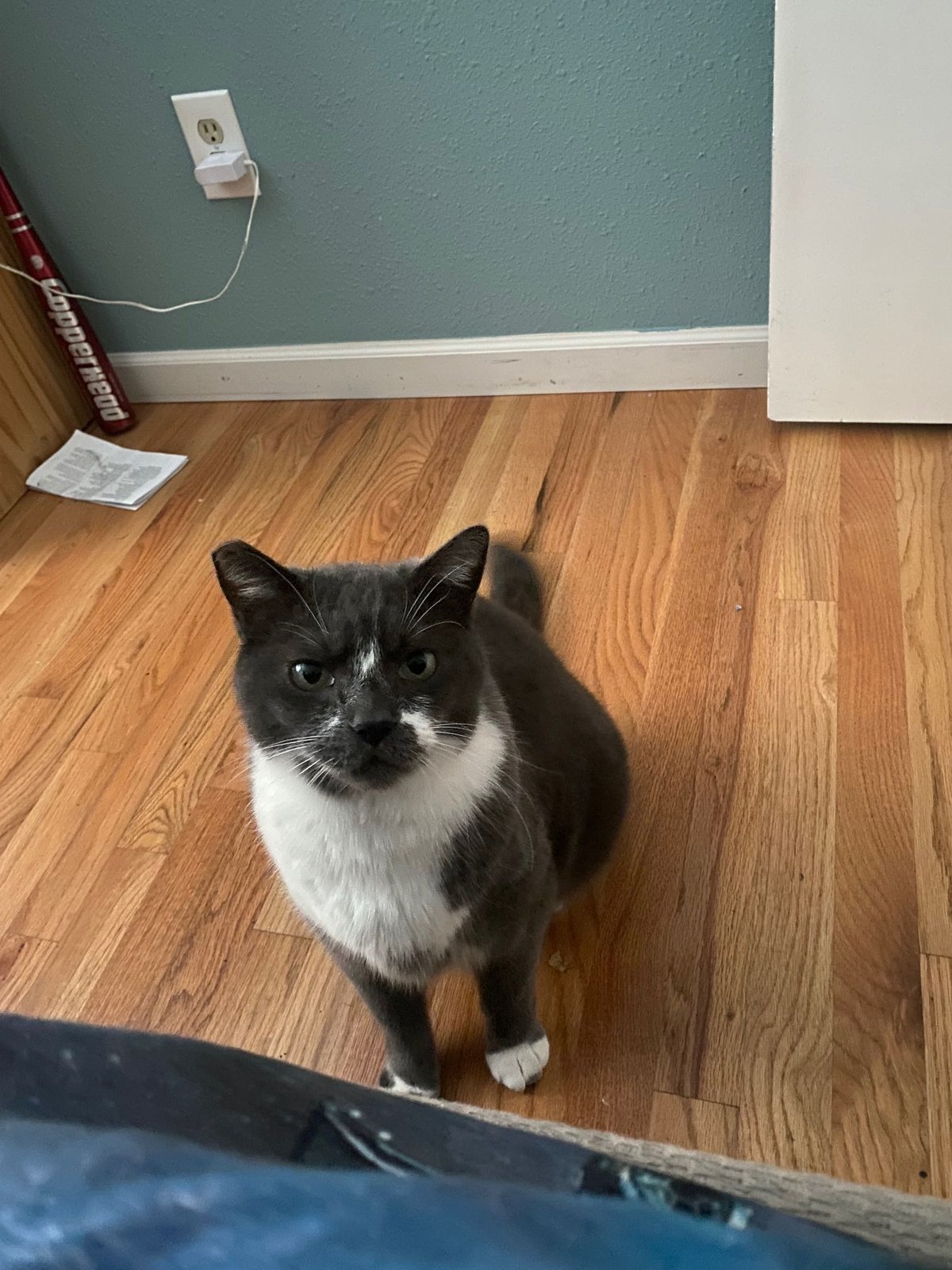 Lost Cat in Beaverton, Oregon — listing photo