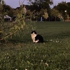 lost pet in Milwaukee, Wisconsin